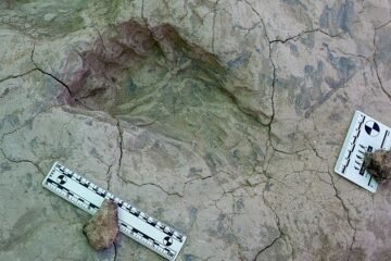Ni pequeño ni achaparrado: el ‘hombre cascanueces’ era un ‘gigante’ de 1,8 metros que patrullaba en grupo