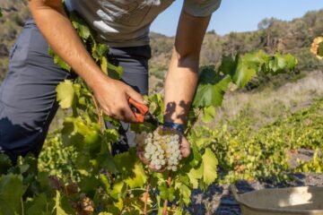 La patronal pide producir más cava a Freixenet y a otras firmas