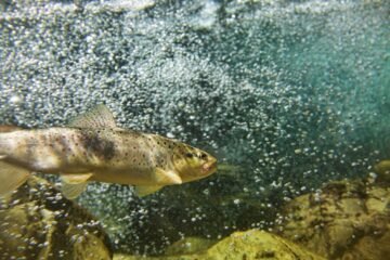 Los peces no podían llegar hasta las montañas de Noruega, así que los cazadores-recolectores los llevaron allí para pescarlos hace 7.000 años