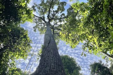 No, los árboles gigantes no tiene problemas para ‘regar’ sus partes más altas