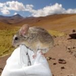Este ratón orejudo desafía los límites de la vida a casi 7 km de altitud: así es cómo lo hace