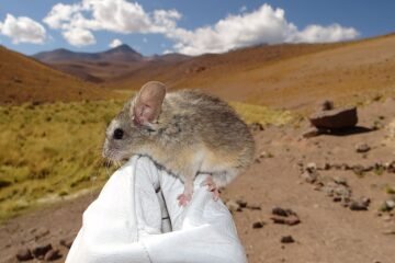 Este ratón orejudo desafía los límites de la vida a casi 7 km de altitud: así es cómo lo hace