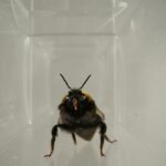 Demuestran que las abejas tienen ‘vida interior’ y expresiones faciales