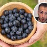 Luis Millares, nutricionista, alerta sobre el consumo de arándanos: «Estas comiendo uno de los alimentos que más pesticidas contienen»