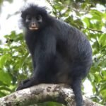 Descubren una nueva especie de mono con los labios naranjas en el corazón del Congo