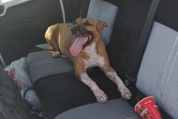 Un perro encerrado en un coche al sol: cuándo puedes romper la ventanilla y cuándo podrías meterte en un problema por hacerlo