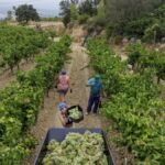 La caída del consumo de vino y los bajos precios de la uva amenazan el futuro del viticultor