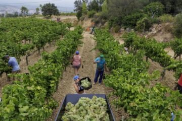 La caída del consumo de vino y los bajos precios de la uva amenazan el futuro del viticultor