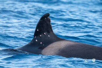 La matriarca de las orcas ‘gladis’, de 60 años, aparece con impactos de perdigones en la aleta