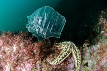 Bienvenidos a la plastisfera, el reino de los microbios del plástico: “Es un nuevo ecosistema en el planeta”