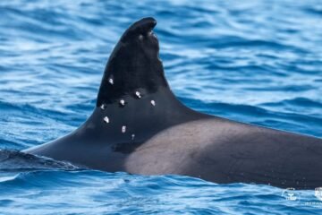 La orca ‘Toñi’, matriarca de las ‘gladis’, fue tiroteada desde un barco con bandera española en aguas portuguesas