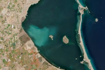 La mancha blanca en el Mar Menor arrasa siete kilómetros de vegetación y diezma las poblaciones de peces: de 21 especies a solo tres
