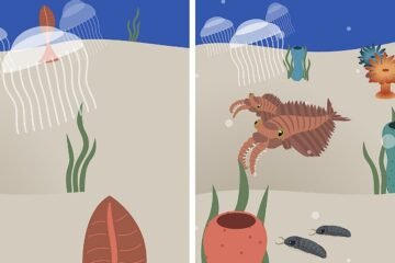 Cuando la caca cambió el mundo: la «revolución fecal» que hizo posible la explosión de vida en la Tierra