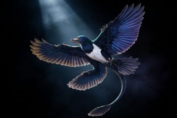 Un nuevo dinosaurio volador reescribe la historia del origen de las aves