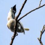 Estas son las aves con el canto más fuerte del mundo: peor aún que una motosierra o un martillo neumático