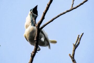 Estas son las aves con el canto más fuerte del mundo: peor aún que una motosierra o un martillo neumático