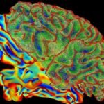 El cerebro humano no es uno, sino dos órganos distintos y ‘acoplados’ por la evolución
