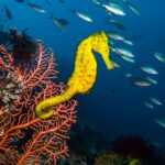 37 millones de caballitos de mar al año: el comercio de vida silvestre es mucho mayor de lo que se creía