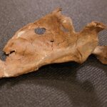 Tras la pista del asesinato de un neandertal, el primer humano ensartado por una lanza
